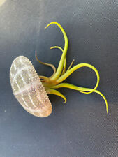 Sea urchin shells for sale  BROMYARD