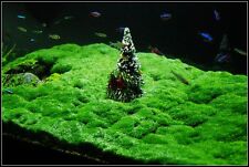 Hemianthus callitrichoides cub d'occasion  Krautergersheim