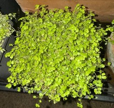 Soleirolia mind business for sale  BRISTOL