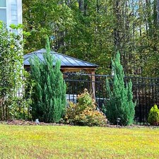 Moonglow juniper tree for sale  Matthews