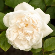 Climbing rose courtyard for sale  UK
