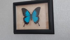 Papilio ulysses echter gebraucht kaufen Papilio ulysses echter gebraucht kaufen  München