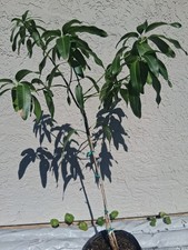 Grafted mango tree for sale  Palm Bay