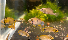 Apistogramma panduro young for sale  San Jose