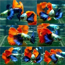 Pair platinum dumbo for sale  Carrollton