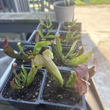 Rare mini carnivorous d'occasion  Expédié en Belgium
