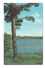 Norway pine tree for sale  Lake Ariel