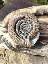 Quality large dactylioceras for sale  REDCAR