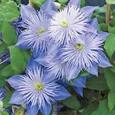 Clematis seed mix for sale  Eubank