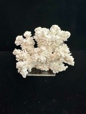 Natural white branch for sale  Columbia