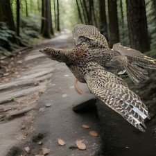 Pheasant taxidermy mounted for sale  Wauchula