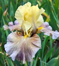 Misty ridge iris for sale  Ahsahka