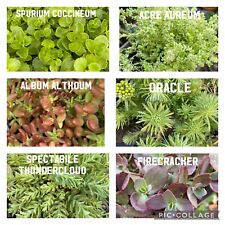 30x sedum succulents for sale  TAUNTON