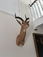 Taxidermy large head for sale  UCKFIELD