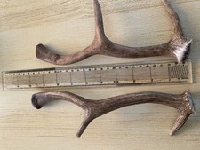 Small pair fallow for sale  ALTON