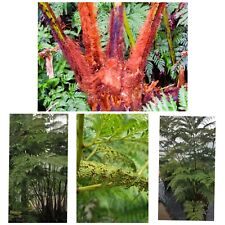 Giant leaf tree for sale  GLOUCESTER