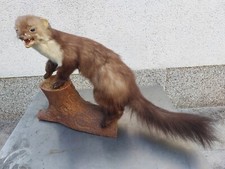 Faina imbalsamata tassidermia usato  Seregno