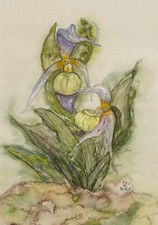 Rchideen riginal aquarell gebraucht kaufen  Deutschland