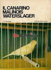 Canarino malinois waterslager usato  Vicenza