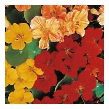 Nasturtium tropaeolum minus for sale  GRANTHAM