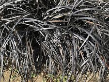 Ophiopogon planiscapus nigresc for sale  ALDERSHOT