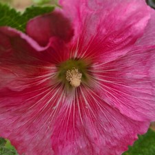 Hollyhock flower seeds for sale  Sandia Park