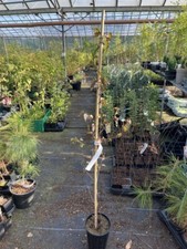 Purple leaf birch for sale  CHORLEY