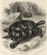 1869 tartaruga gigante usato  Pescara