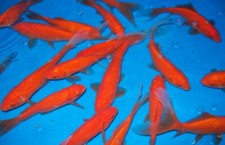 Comets goldfish aquarium for sale  Miami