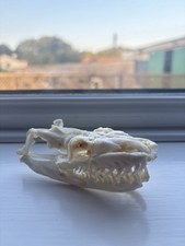 Real python skull for sale  UK