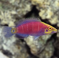 Rare mystery wrasse for sale  Garden City