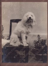 Cane barboncino seduto usato  Cremona