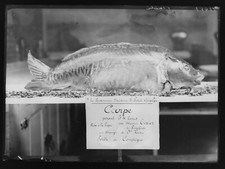 Photo plate glass d'occasion  Expédié en Belgium