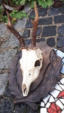 Rehgehörn ender bock gebraucht kaufen Rehgehörn ender bock gebraucht kaufen  Blaibach