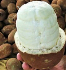 Sprouted seeds theobroma d'occasion  France