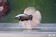 male betta for sale male betta for sale Miami