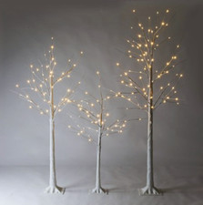 white birch tree for sale white birch tree for sale WINCHESTER