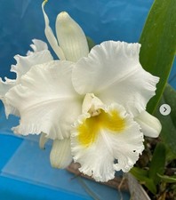 Rlc burdekin pearl for sale  San Francisco