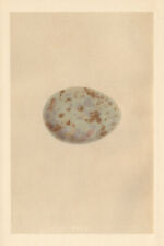 British bird eggs. for sale  LONDON