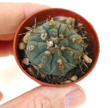 Gymnocalycium vatteri gg3 usato  Napoli