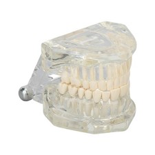 Modèle dentaire transparent d'occasion  Expédié en France