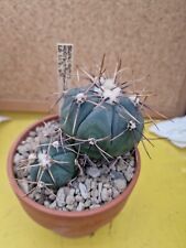 Big echinocactus horizonthalon usato  Spedire a Italy