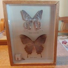 Vintage framed moths for sale  TRING