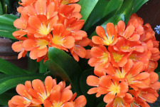 Live clivia miniata for sale  Lawrenceville