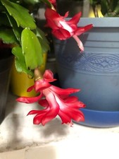Red colour christmas for sale  Corona