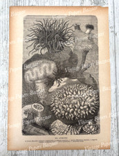 Sea anemones marine for sale  TEDDINGTON