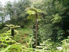 Cyathea cooperi 150 for sale  Shipping to United Kingdom