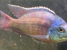 German red peacock d'occasion  Expédié en Belgium