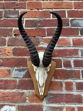Nice real springbok for sale Nice real springbok for sale  UK