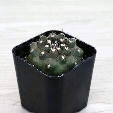 Cactus live plant for sale  San Jose